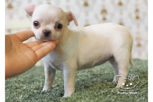 成約済の愛知県のチワワ(スムースコート)-95928の6枚目