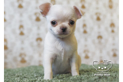 成約済の愛知県のチワワ(スムースコート)-95928の4枚目