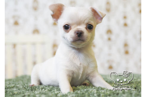 成約済の愛知県のチワワ(スムースコート)-95928の1枚目