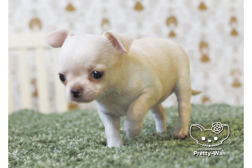 成約済の愛知県のチワワ(スムースコート)-95928の3枚目