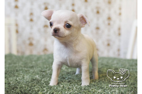 成約済の愛知県のチワワ(スムースコート)-95928の2枚目