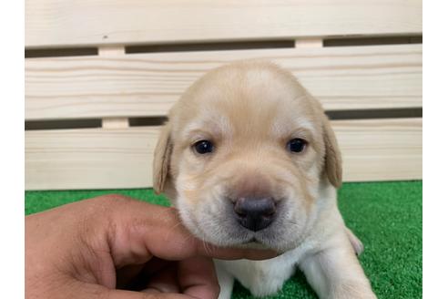 成約済の愛知県のラブラドールレトリーバー-95943