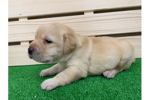 成約済の愛知県のラブラドールレトリーバー-95943の3枚目