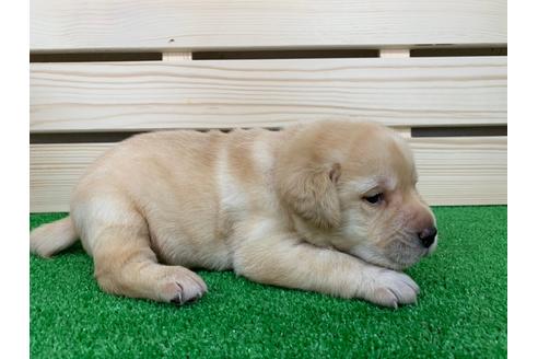成約済の愛知県のラブラドールレトリーバー-95943の2枚目