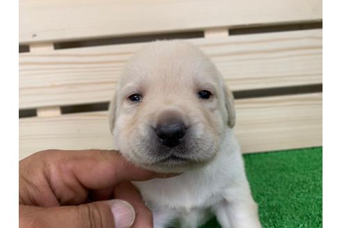 成約済の愛知県のラブラドールレトリーバー-95944