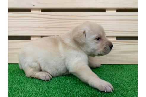 成約済の愛知県のラブラドールレトリーバー-95944の2枚目