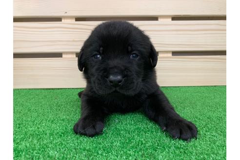 成約済の愛知県のラブラドールレトリーバー-95946の1枚目