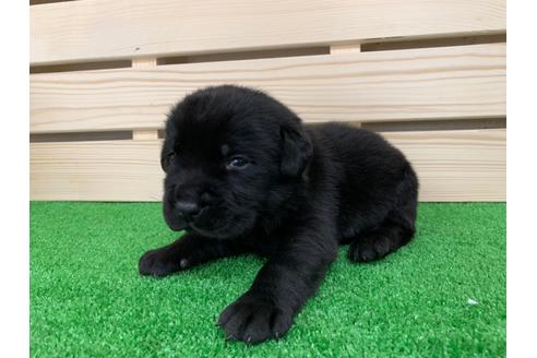 成約済の愛知県のラブラドールレトリーバー-95946の2枚目