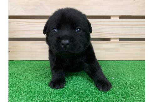 成約済の愛知県のラブラドールレトリーバー-95949の1枚目