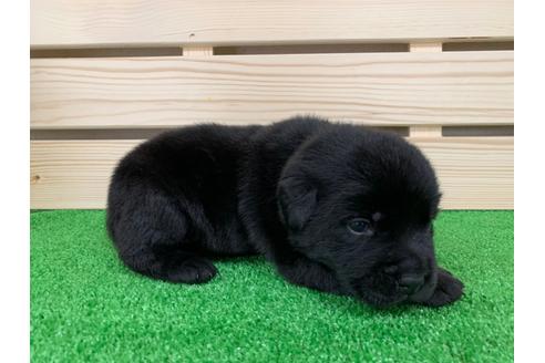 成約済の愛知県のラブラドールレトリーバー-95949の3枚目