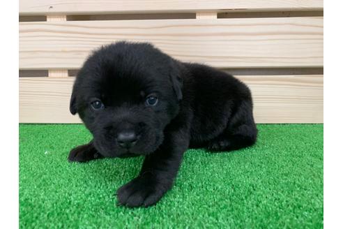 成約済の愛知県のラブラドールレトリーバー-95949の2枚目