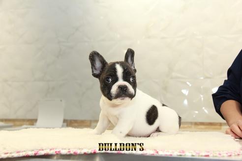 成約済の東京都のフレンチブルドッグ-95951