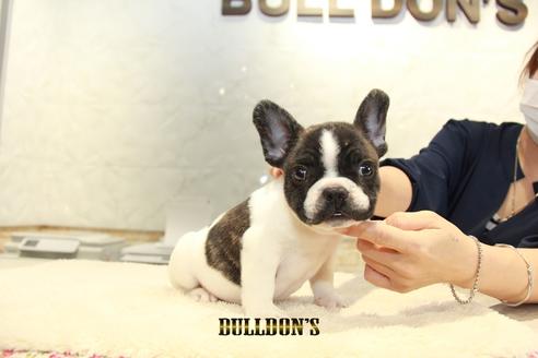 成約済の東京都のフレンチブルドッグ-95951の6枚目