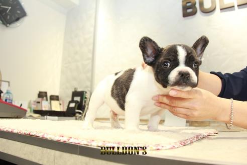 成約済の東京都のフレンチブルドッグ-95951の4枚目