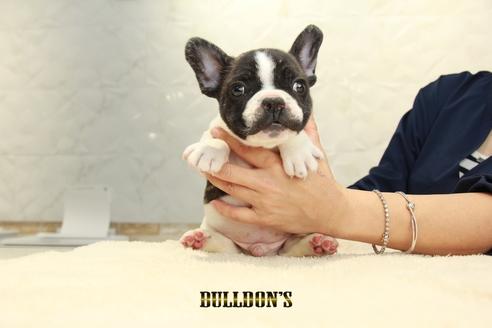 成約済の東京都のフレンチブルドッグ-95951の2枚目