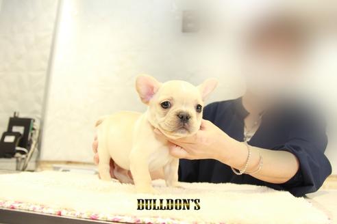 成約済の東京都のフレンチブルドッグ-95952
