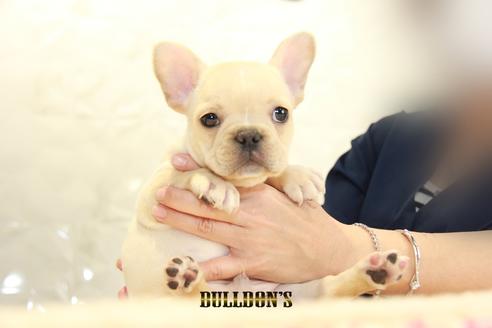 成約済の東京都のフレンチブルドッグ-95952の7枚目