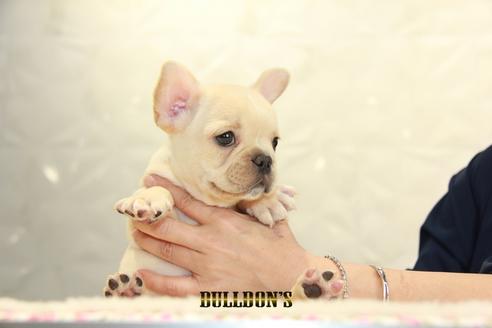 成約済の東京都のフレンチブルドッグ-95952の6枚目