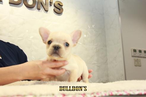 成約済の東京都のフレンチブルドッグ-95952の5枚目