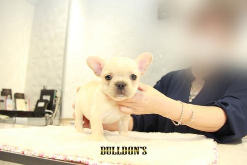 成約済の東京都のフレンチブルドッグ-95952の3枚目