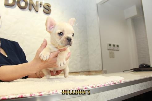 成約済の東京都のフレンチブルドッグ-95952の2枚目