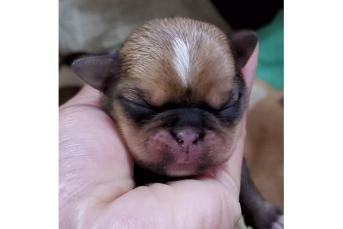 成約済の岩手県のミックス犬-95958の6枚目