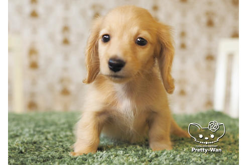 成約済の愛知県のミニチュアダックスフンド(ロングヘアード)-94987の7枚目