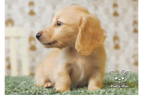 成約済の愛知県のミニチュアダックスフンド(ロングヘアード)-94987の6枚目