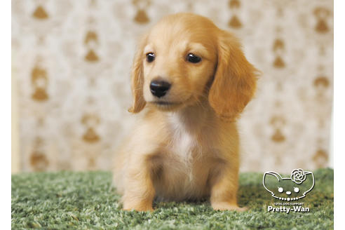 成約済の愛知県のミニチュアダックスフンド(ロングヘアード)-94987の4枚目