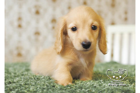 成約済の愛知県のミニチュアダックスフンド(ロングヘアード)-94987の3枚目