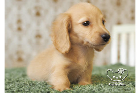 成約済の愛知県のミニチュアダックスフンド(ロングヘアード)-94987の2枚目