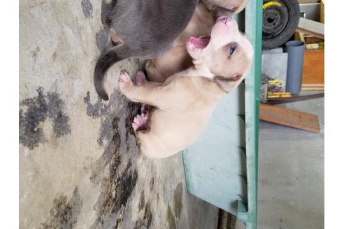 成約済の沖縄県のアメリカンピットブルテリア-95726の4枚目