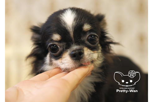 成約済の愛知県のチワワ(ロングコート)-84912の6枚目