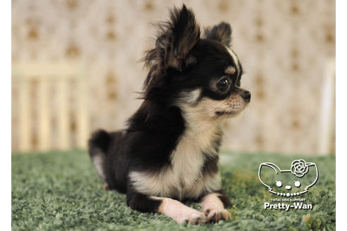 成約済の愛知県のチワワ(ロングコート)-84912の4枚目