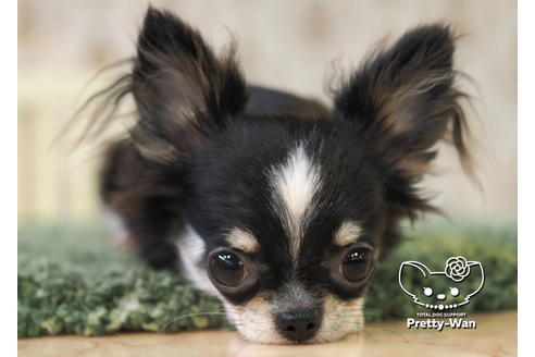 成約済の愛知県のチワワ(ロングコート)-84912の3枚目