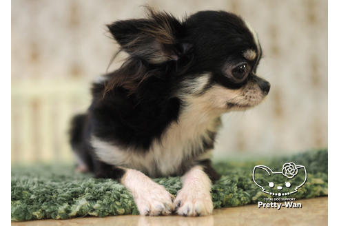 成約済の愛知県のチワワ(ロングコート)-84912の2枚目