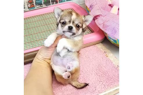 成約済の秋田県のチワワ(ロングコート)-95968