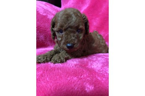 成約済の静岡県のトイプードル-95529の1枚目