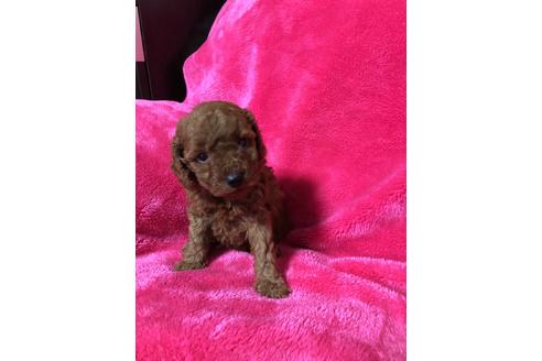 成約済の静岡県のトイプードル-95529の2枚目