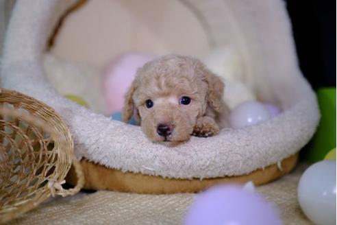 成約済の滋賀県のトイプードル-95982