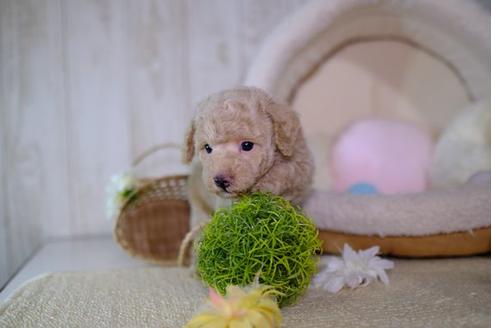 成約済の滋賀県のトイプードル-95982の2枚目