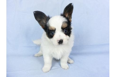 成約済の千葉県のパピヨン-94614の1枚目