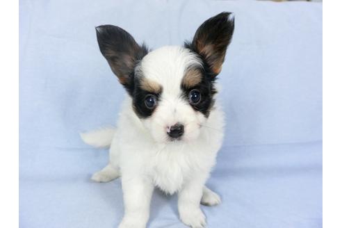 成約済の千葉県のパピヨン-94614の4枚目