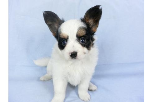 成約済の千葉県のパピヨン-94614の3枚目