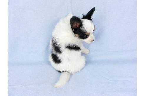 成約済の千葉県のパピヨン-94614の2枚目