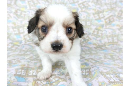 成約済の千葉県のパピヨン-95990の16枚目