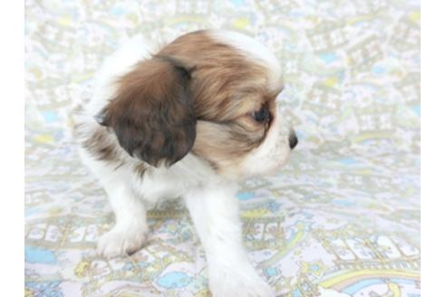 成約済の千葉県のパピヨン-95990の15枚目