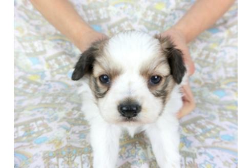 成約済の千葉県のパピヨン-95990の14枚目