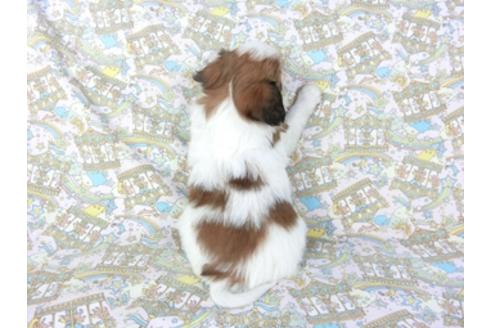 成約済の千葉県のパピヨン-95990の13枚目