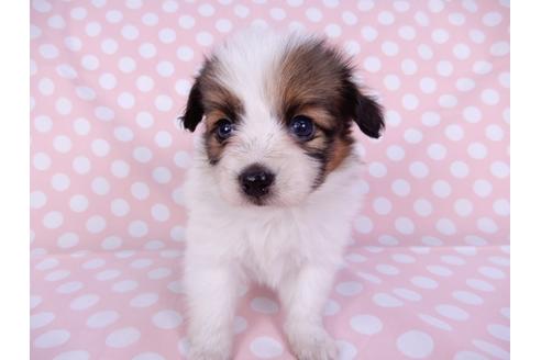 成約済の千葉県のパピヨン-95992の1枚目